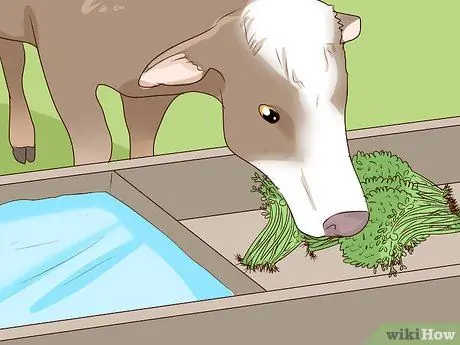 Кормление телят из бутылочки Шаг 15