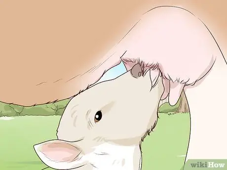 Кормление телят из бутылочки Шаг 3