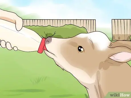 Кормление телят из бутылочки Шаг 5