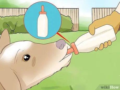 Кормление телят из бутылочки Шаг 6