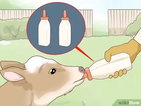 Кормление телят из бутылочки Шаг 7