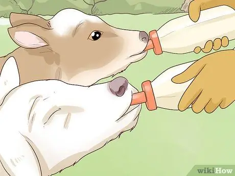 Кормление телят из бутылочки Шаг 8