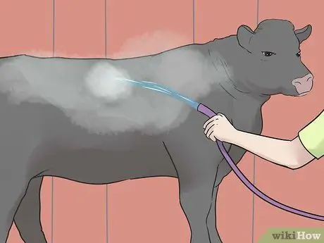 Шоу телок Шаг 12