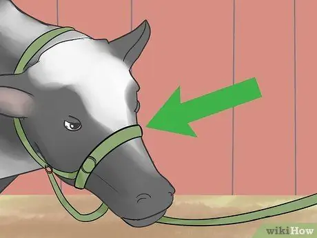 Шоу телок Шаг 15