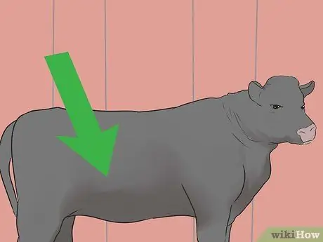 Шоу телок Шаг 16