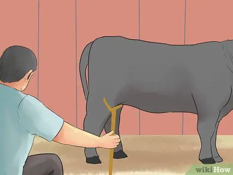 Шоу телок Шаг 5