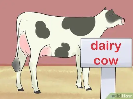 Шоу телок Шаг 6