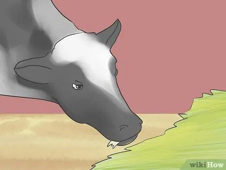 Шоу телок Шаг 9