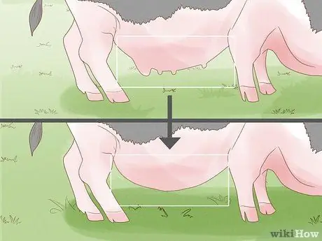 Уход за миниатюрной пузатой свиньей Шаг 10