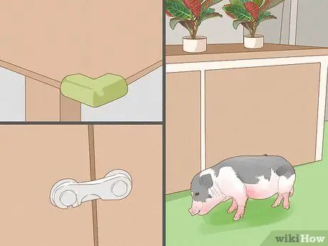 Уход за миниатюрной пузатой свиньей Шаг 11