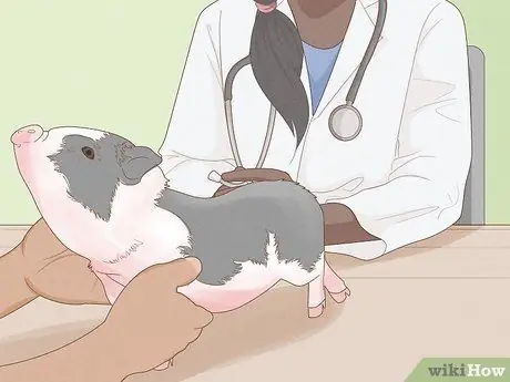 Уход за миниатюрной пузатой свиньей Шаг 12