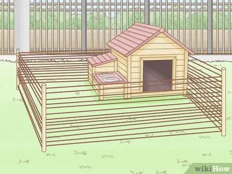 Уход за миниатюрной пузатой свиньей Шаг 2