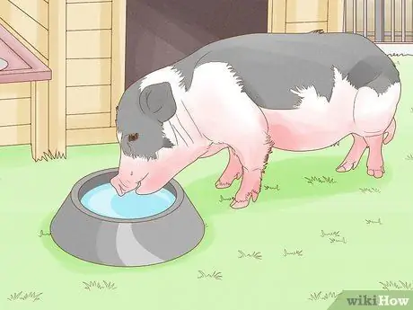 Уход за миниатюрной пузатой свиньей Шаг 5