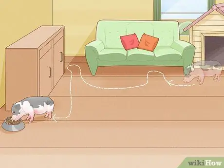 Уход за миниатюрной пузатой свиньей Шаг 6