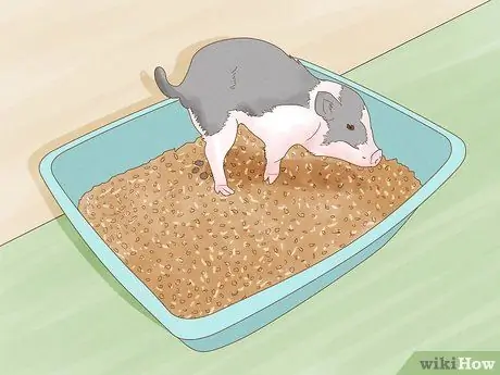 Уход за миниатюрной пузатой свиньей Шаг 7
