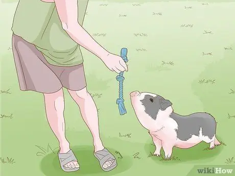 Уход за миниатюрной пузатой свиньей Шаг 8