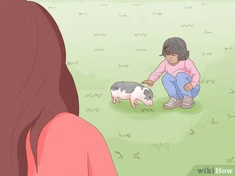 Уход за миниатюрной пузатой свиньей Шаг 9