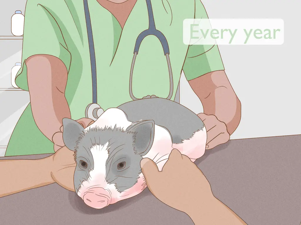 Как ухаживать за миниатюрной пузатой свиньей: 13 шагов