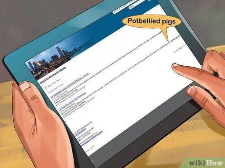 Заведите пузатую свинью в качестве питомца Шаг 1