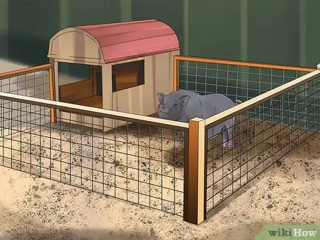 Заведите пузатую свинью в качестве питомца Шаг 10