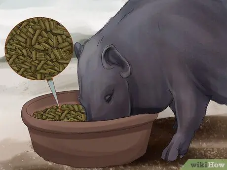 Заведите пузатую свинью в качестве питомца Шаг 11