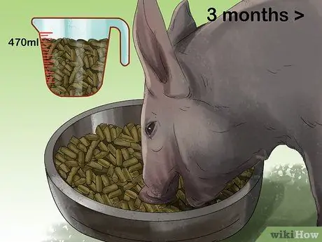 Заведите пузатую свинью в качестве питомца Шаг 13