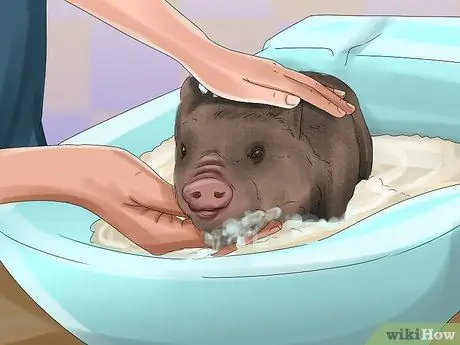 Заведите пузатую свинью в качестве питомца Шаг 17