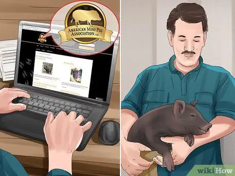 Заведите пузатую свинью в качестве питомца Шаг 2