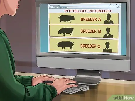 Заведите пузатую свинью в качестве питомца Шаг 3