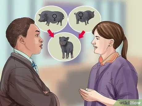 Заведите пузатую свинью в качестве питомца Шаг 4