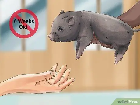 Заведите пузатую свинью в качестве питомца Шаг 5