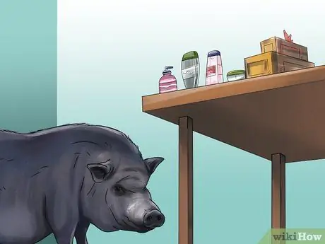 Заведите пузатую свинью в качестве питомца Шаг 6