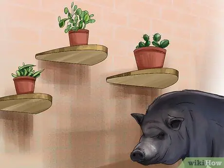 Заведите пузатую свинью в качестве питомца Шаг 7