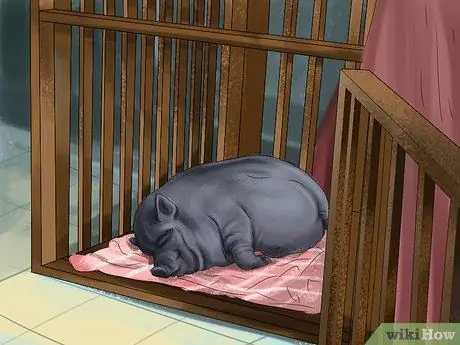 Заведите пузатую свинью в качестве питомца Шаг 9