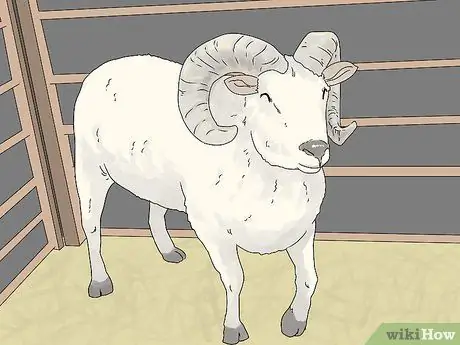 Порода овец Шаг 1