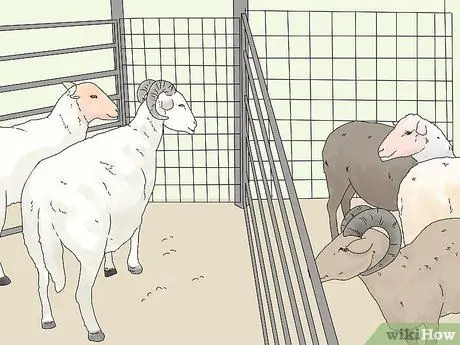 Порода овец Шаг 10