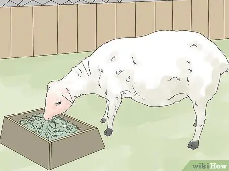 Порода овец Шаг 13