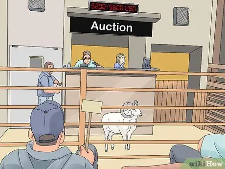 Порода овец Шаг 2