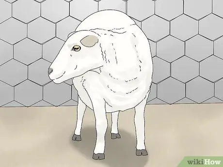 Порода овец Шаг 3