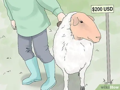 Порода овец Шаг 4