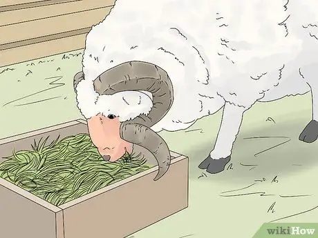 Порода овец Шаг 5