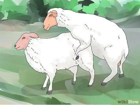 Порода овец Шаг 8