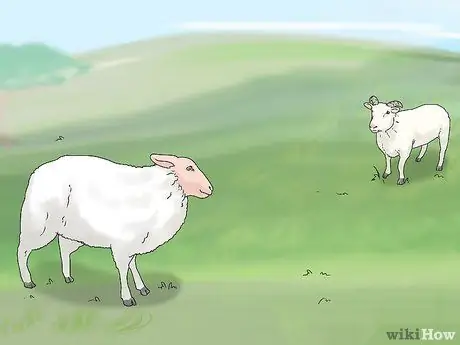 Порода овец Шаг 9