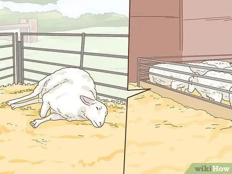 Уход за овцами с пневмонией Шаг 1