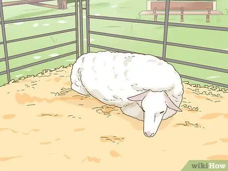 Уход за овцами с пневмонией Шаг 11