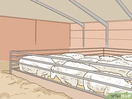 Уход за овцами с пневмонией Шаг 12