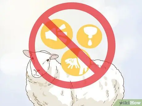 Уход за овцами с пневмонией Шаг 13