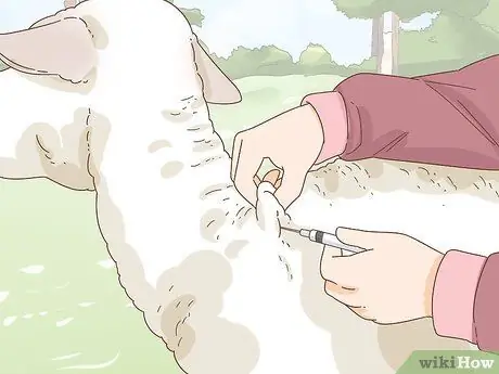 Уход за овцами с пневмонией Шаг 3