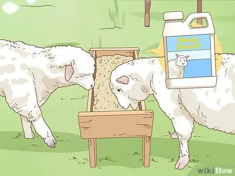 Уход за овцами с пневмонией Шаг 4