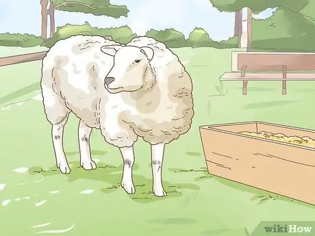 Уход за овцами с пневмонией Шаг 6